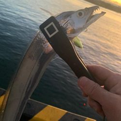 陸タチウオおもろい〜