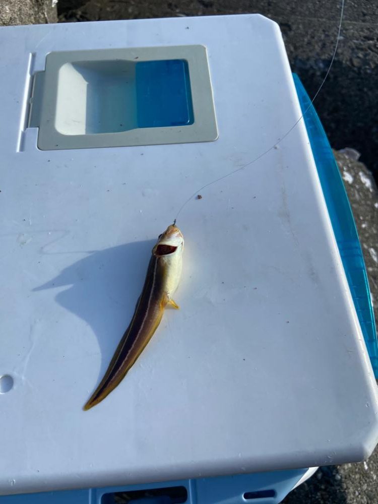 シロギスタのフィールドワーク