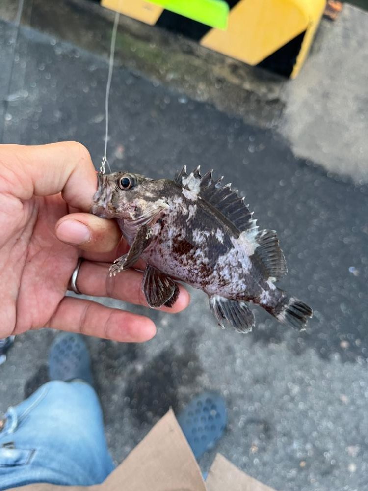 四日市昼間のファミリーフィッシング