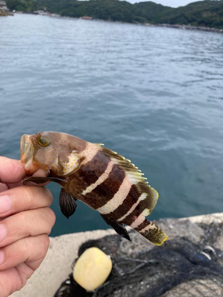 アコウがいいな