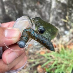 ジグヘッドで丁寧に釣りをすると