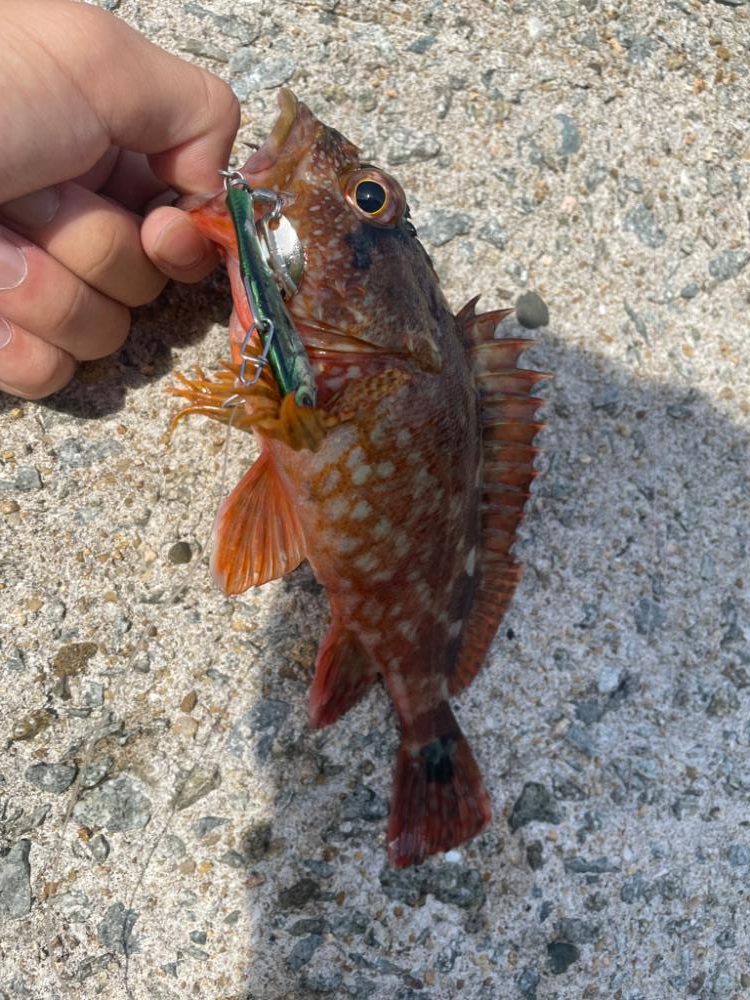 小型青物回遊中!