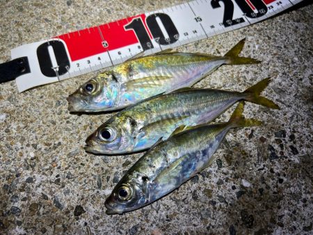 鯵を探して三千里 Vol.78