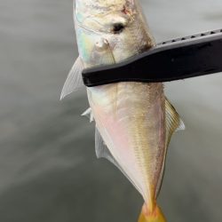 デイアジング♪