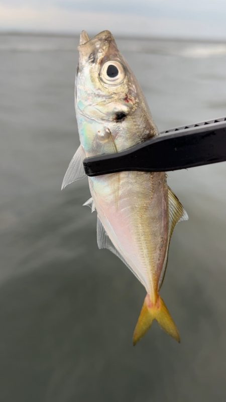 デイアジング♪