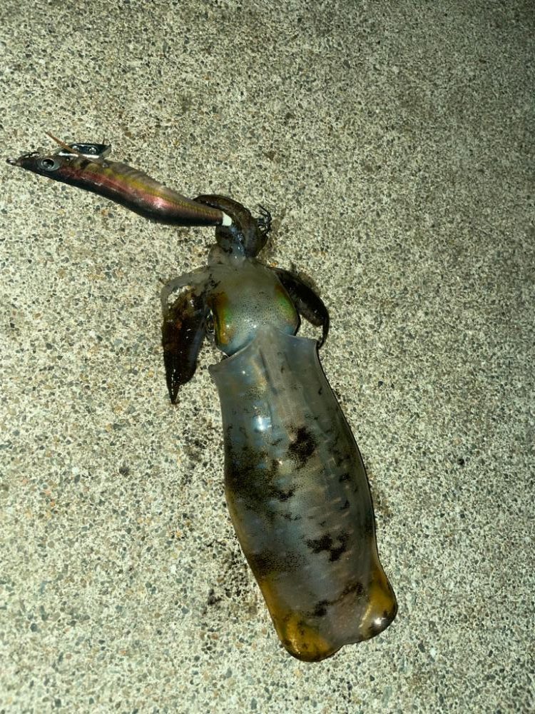 サイズが良い⭕️