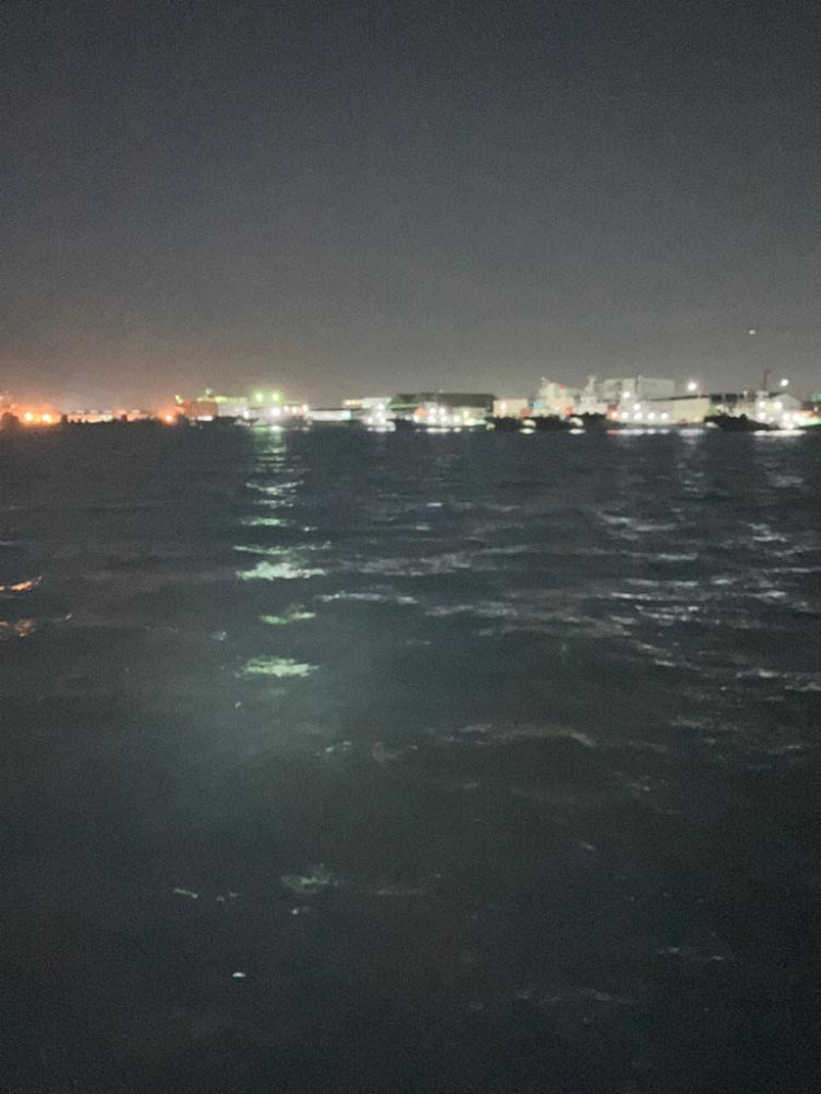 サヨリが湾内に入って来た！