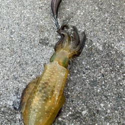 朝マズメイサキシルバー好調