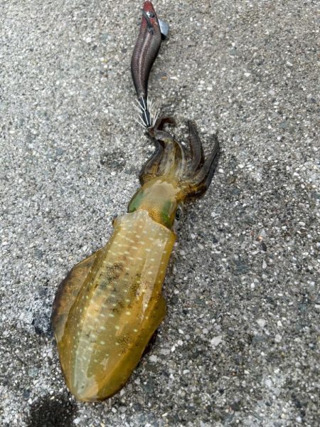 朝マズメイサキシルバー好調