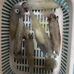 イカメタル終盤か