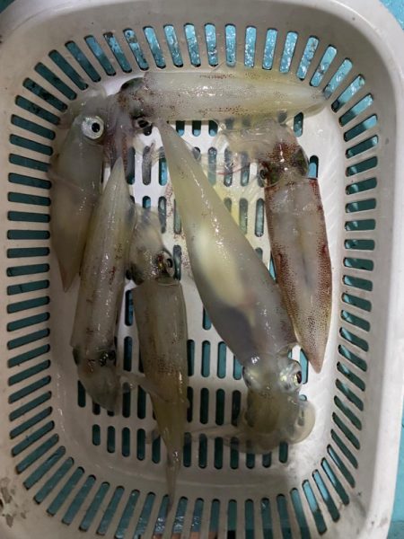 イカメタル終盤か