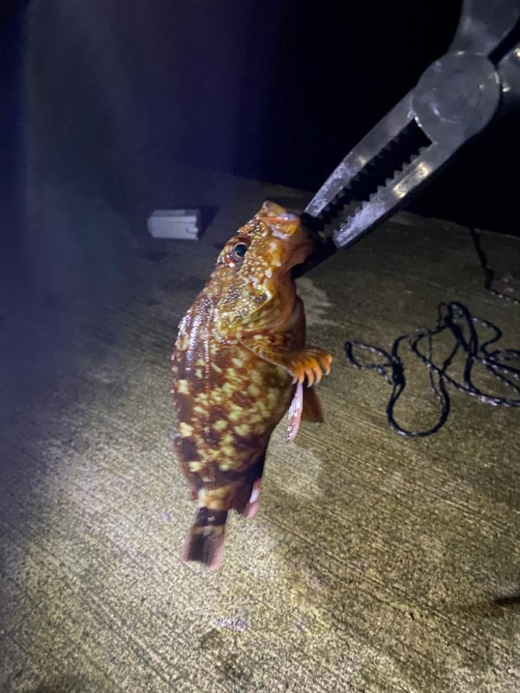 なんでも釣り 夕方〜夜の部