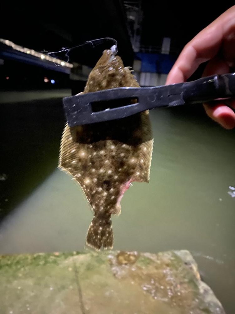 アジング&五目釣り