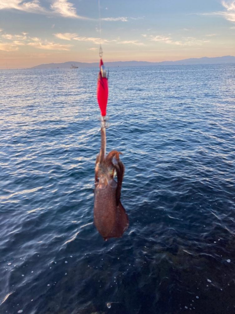 秋イカはまだ早い?