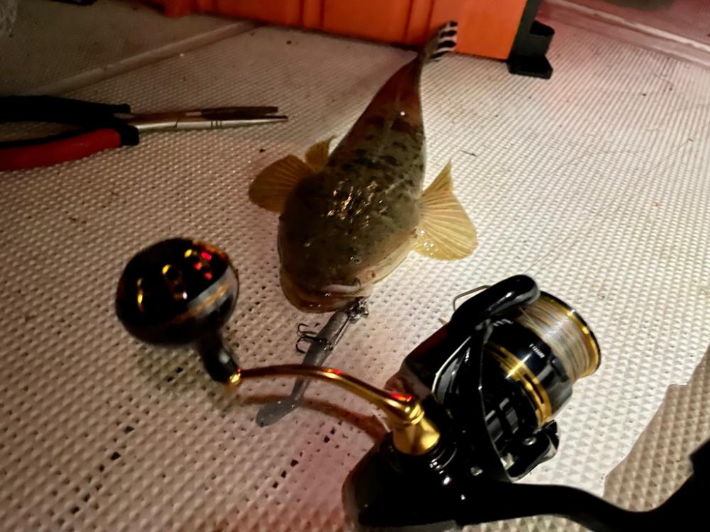 ボートマゴチ＆シーバス