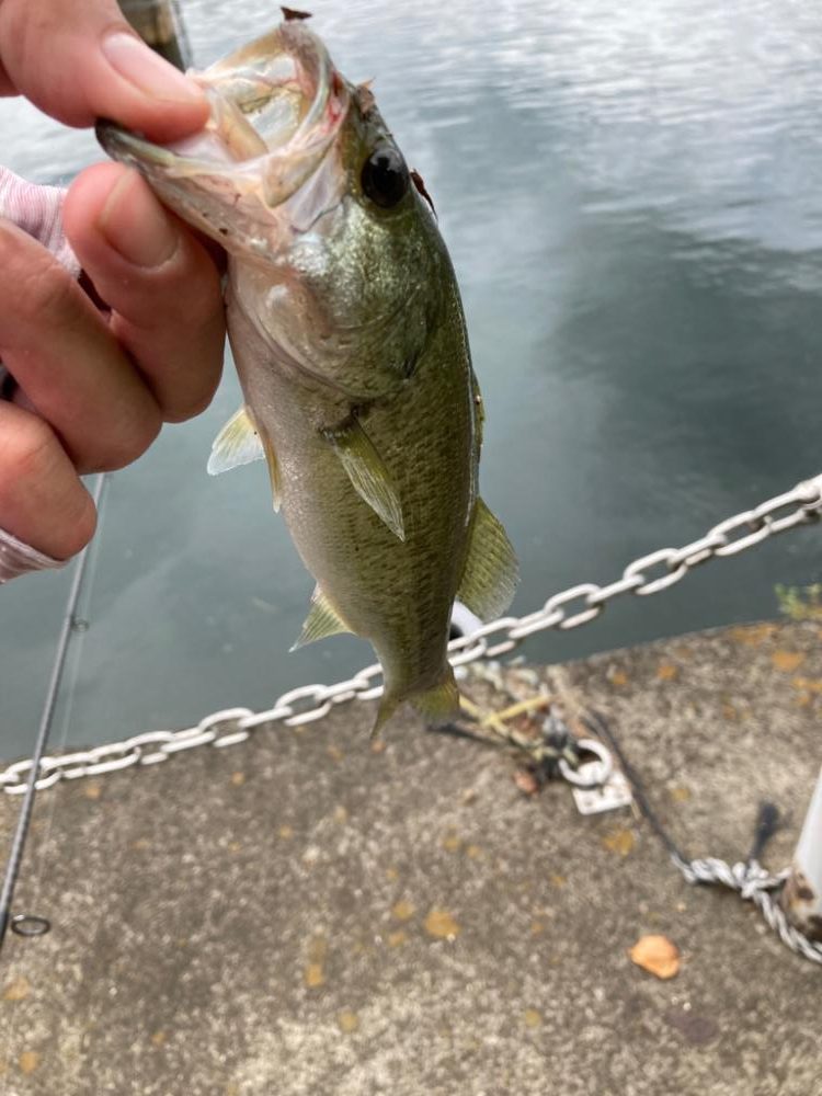 ルーシーが釣れる