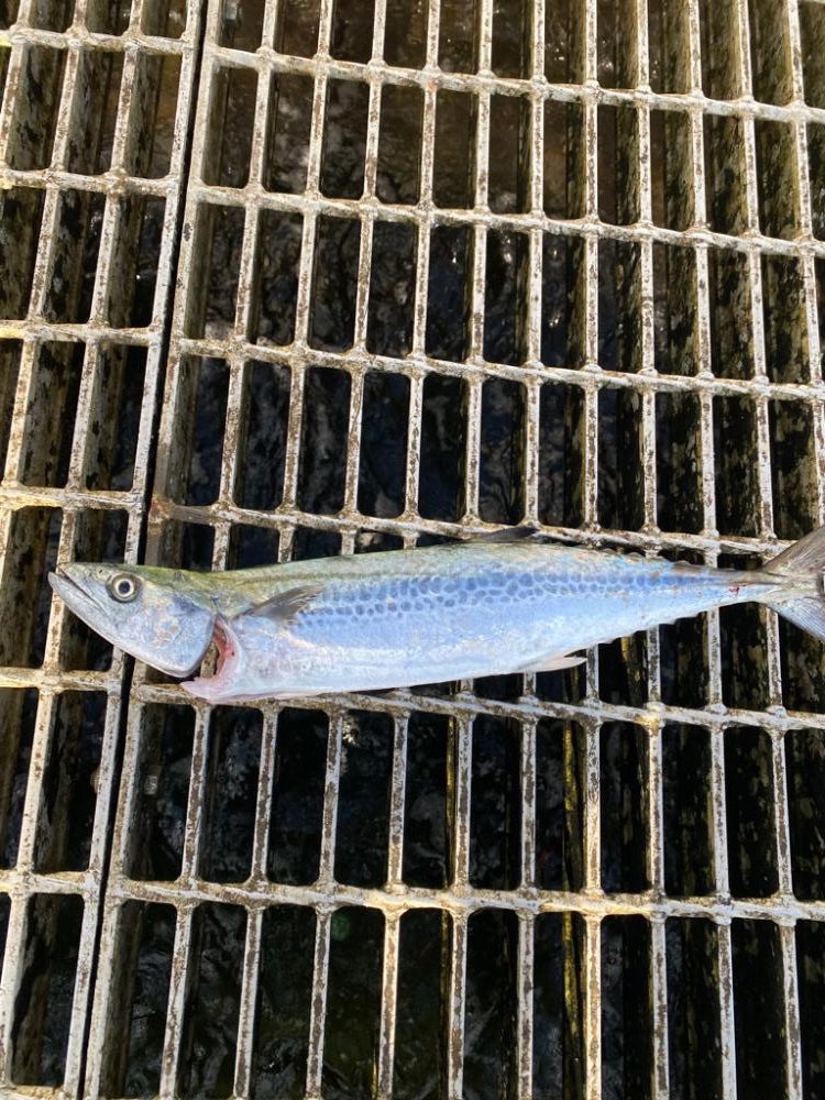 坊主の青春　初釣果　坊主ジグ