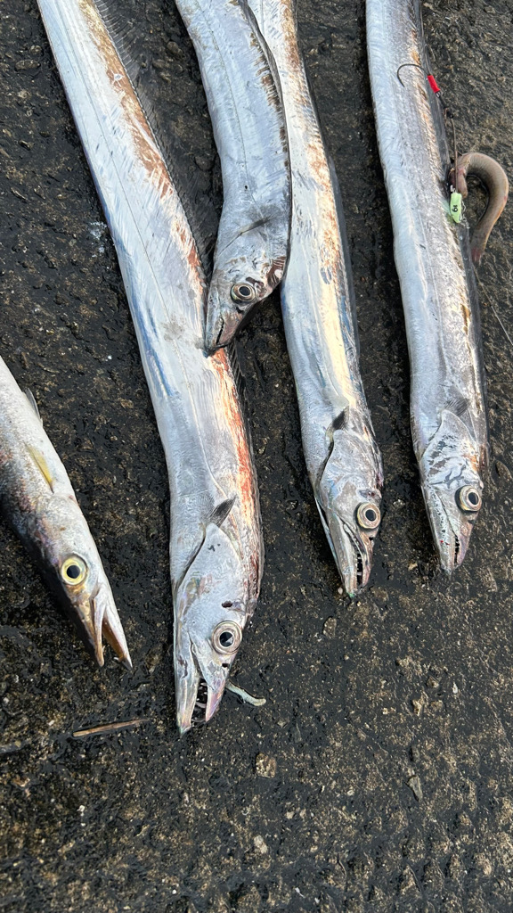 2週間後のタチウオ