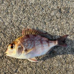 カワハギ釣りにチャレンジ