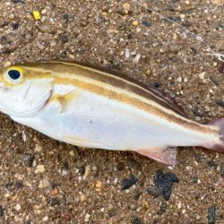 癒しのカワハギゲームにゃ！