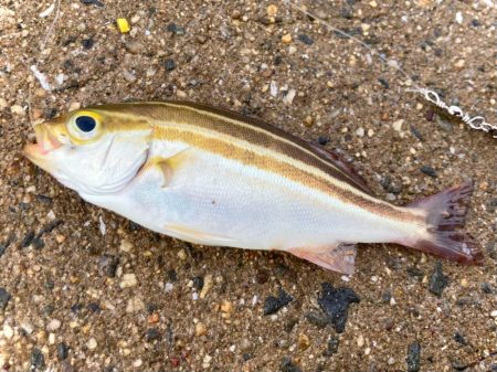 癒しのカワハギゲームにゃ！