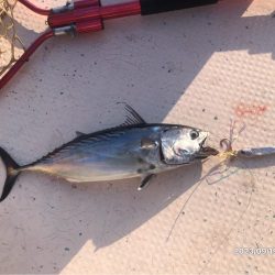 9/19 橘湾ティップラン　伊島沖ジギング…