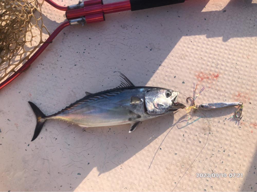 9/19 橘湾ティップラン 伊島沖ジギング