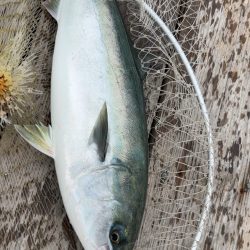 自分は渋かった(T ^ T)