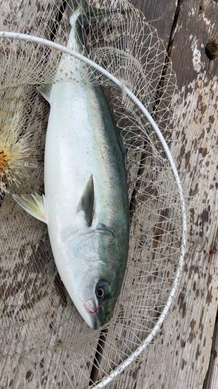 自分は渋かった(T ^ T)