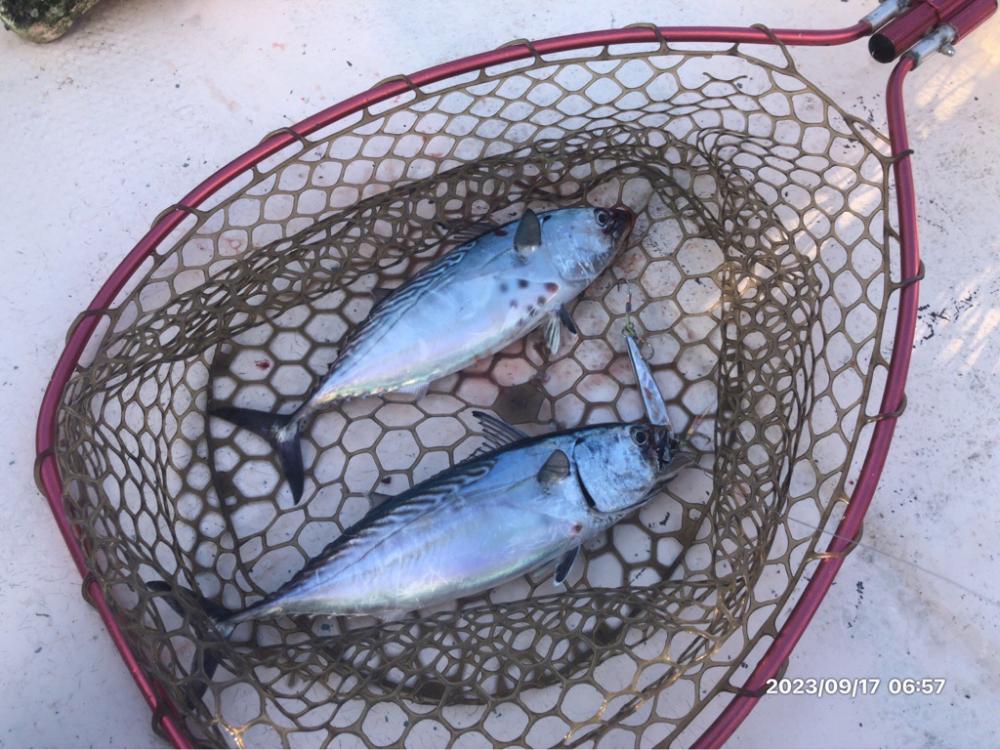 9/17 伊島沖ジギングタイラバ　橘湾ティップラン