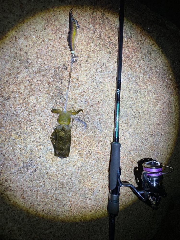 雨風で時化たエギング