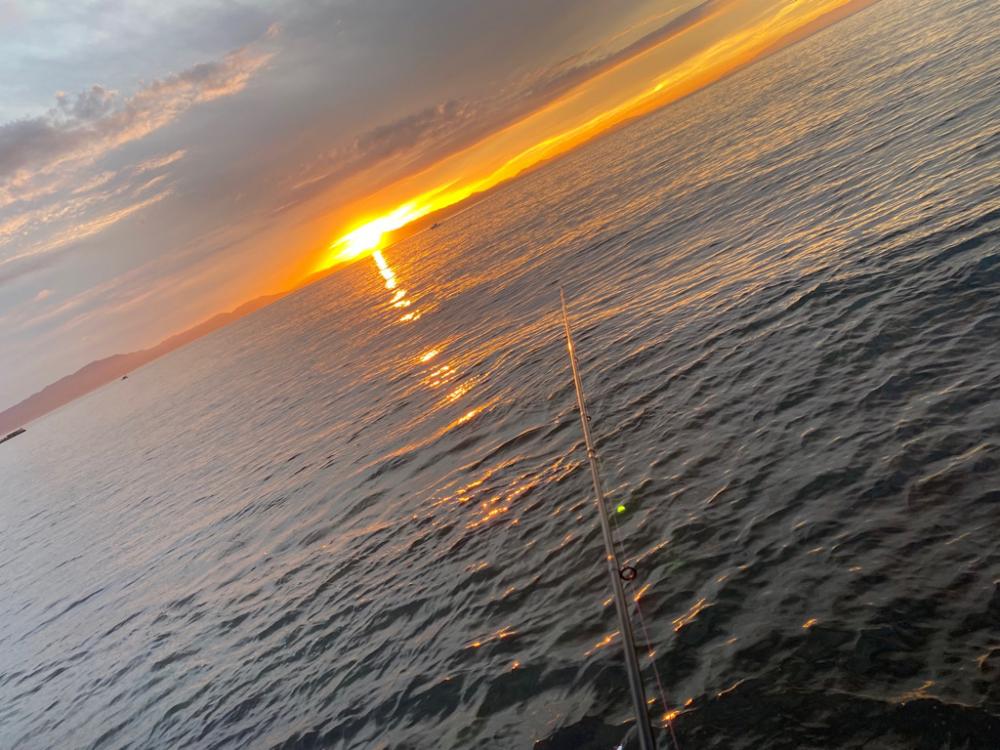 今年初のアオリイカ！