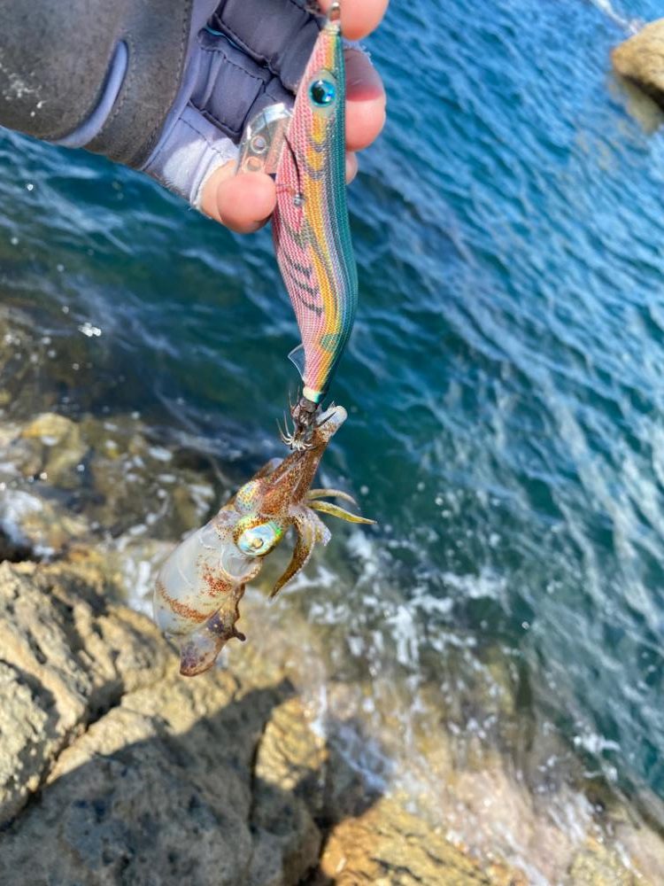 今日もイカチェック!