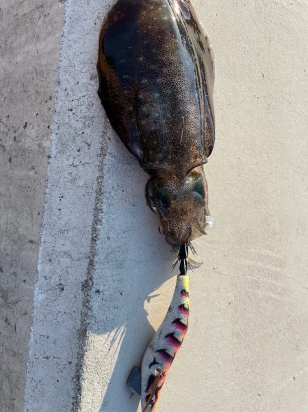 ちょこっとエギング！