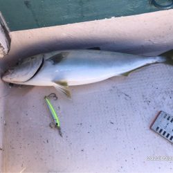 伊島沖ジギング　橘湾ティップラン