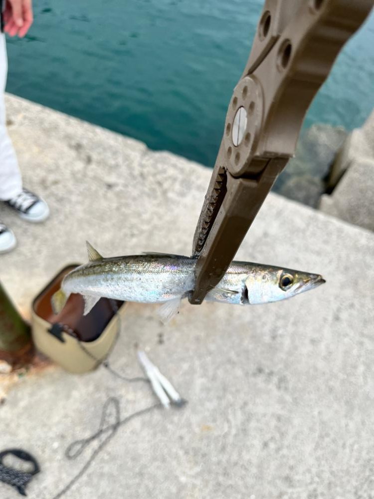 ジクサビキんぐ