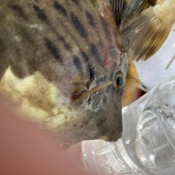 無限タチウオとカワハギ釣りに