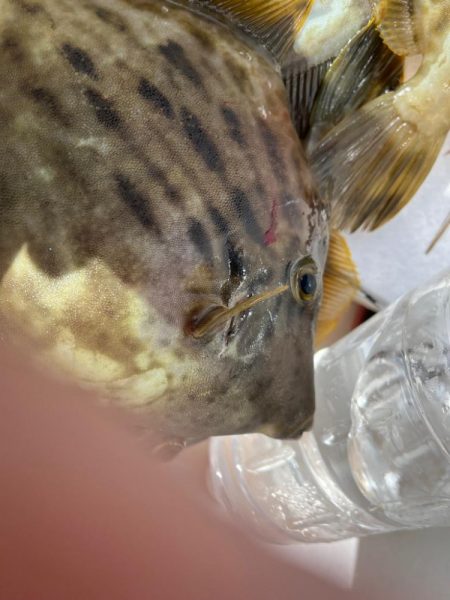 無限タチウオとカワハギ釣りに