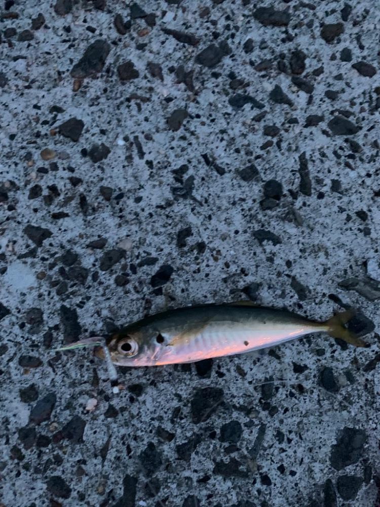 青物狙いだけど。。