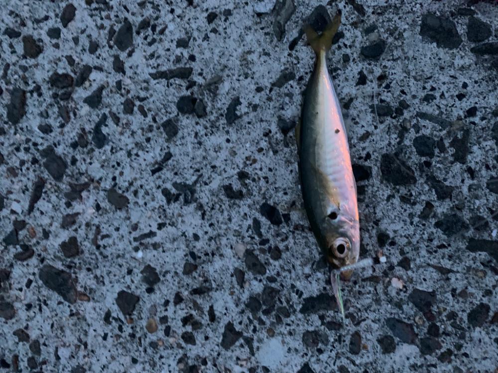 青物狙いだけど。。
