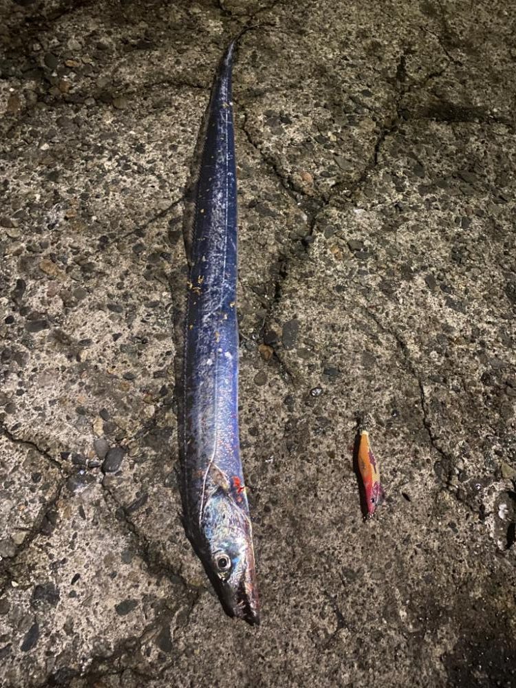 エギで太刀魚⁉️