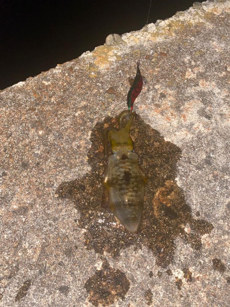 大きくなって来たアオリ