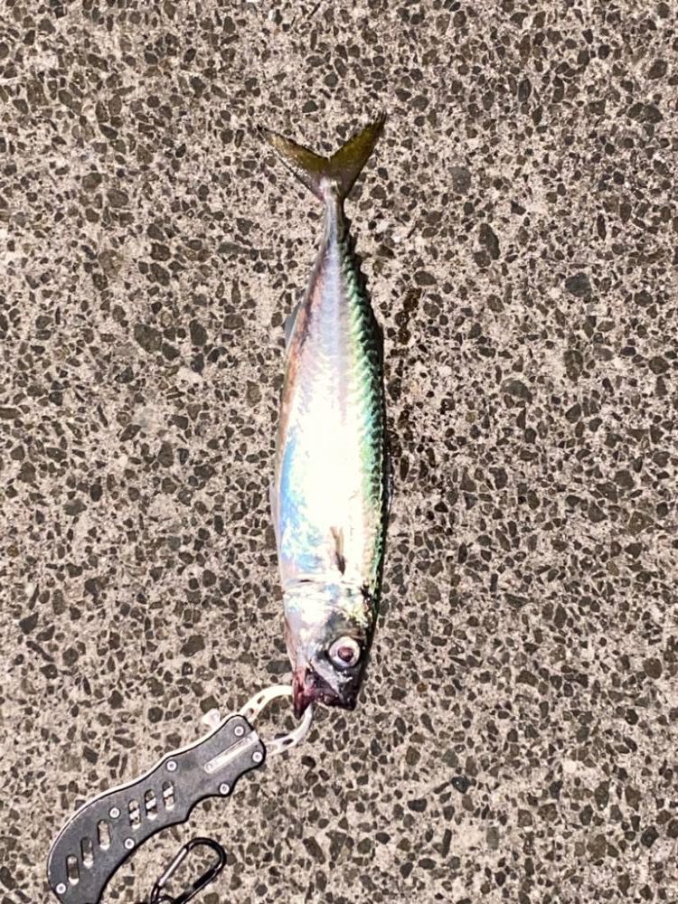 ♾️ナブラ発見!