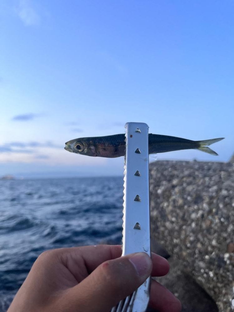 サビキ最高　タチウオダメ