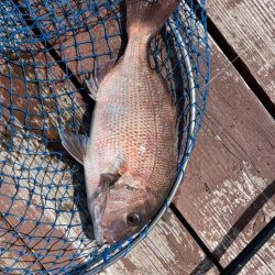 じゃのひれフィッシングパーク