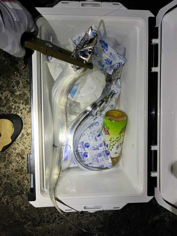 タチウオリベンジ