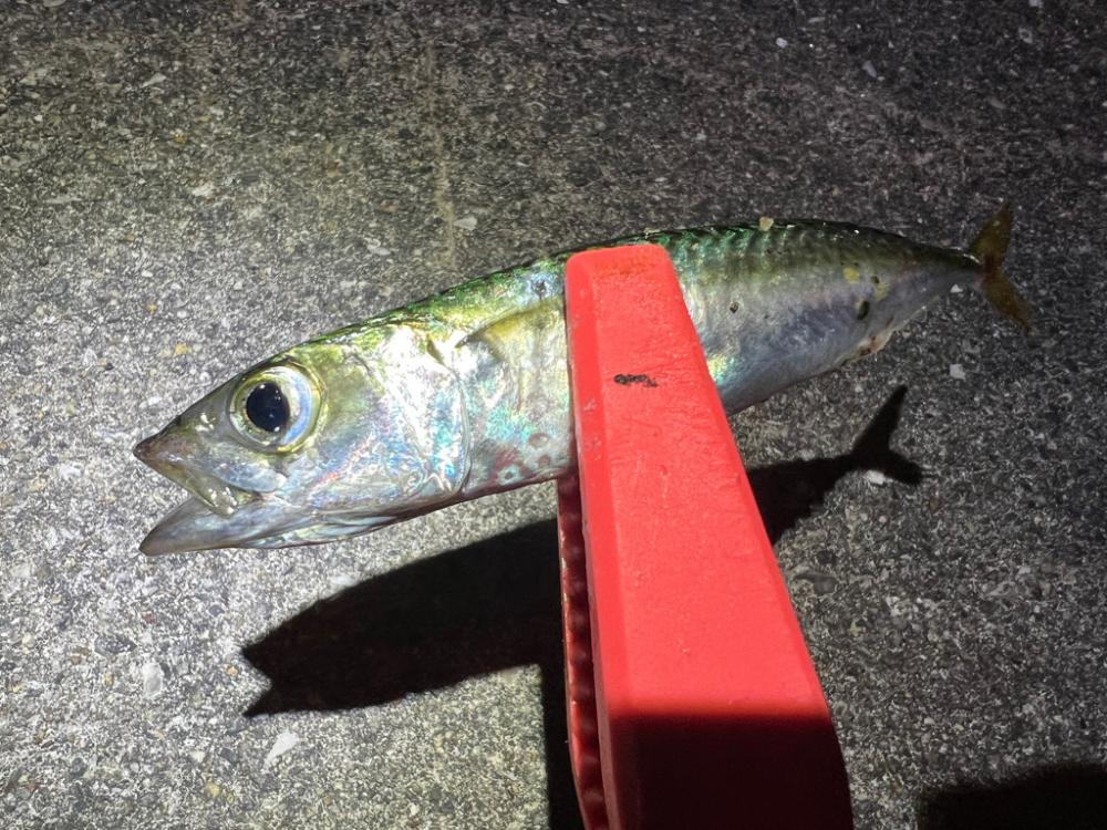 鯵を探して三千里 Vol.76