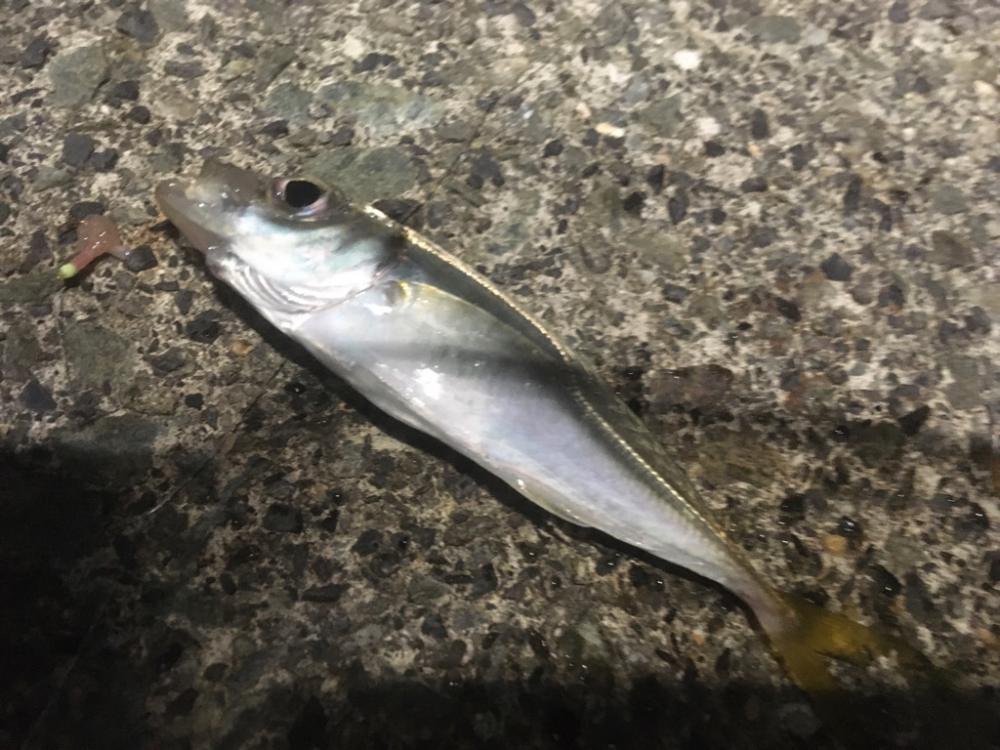 黄色のタテジマ