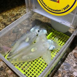 ケンサキ12日目^o^