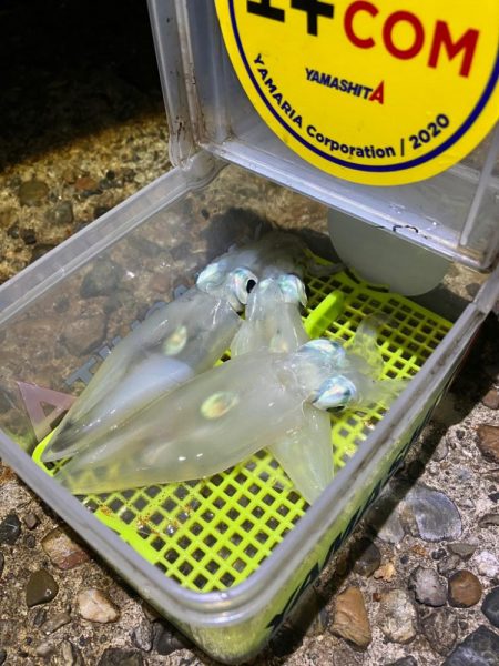 ケンサキ12日目^o^